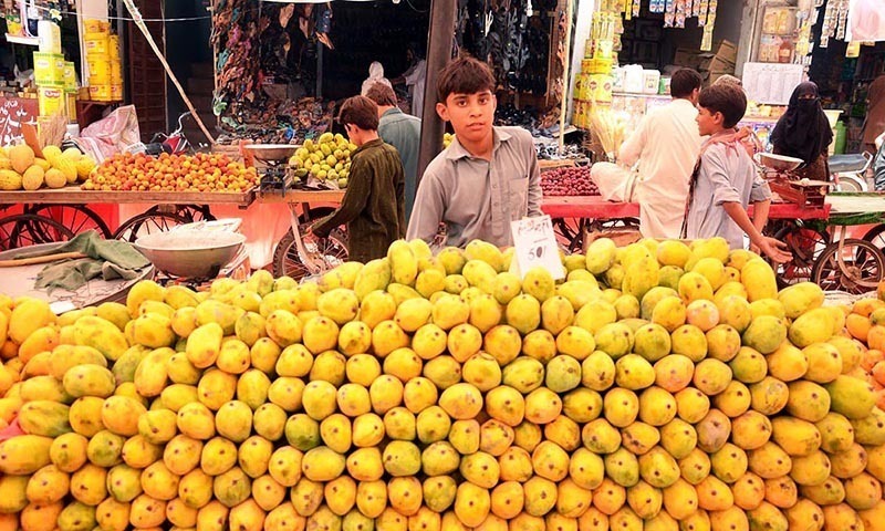 Buy Export Quality Chaunsa Mango