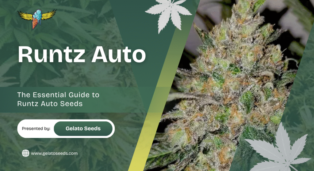 Runtz Auto Seeds