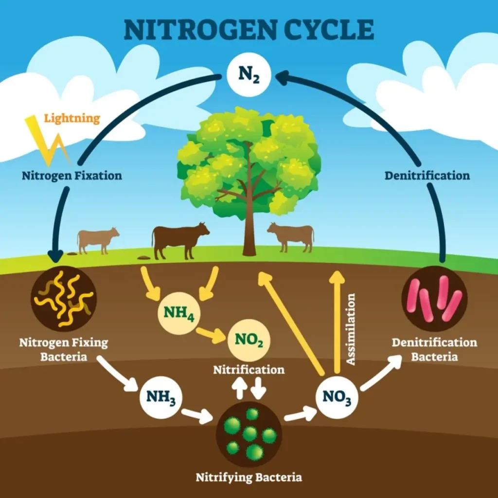 Understanding the Best Nitrogen Forms for Healthy Plants understanding the best nitrogen forms for healthy plants (1)