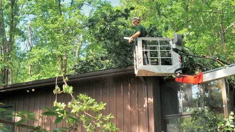 Emergency Tree Care Services Available for Fast and Dependable Assistance image