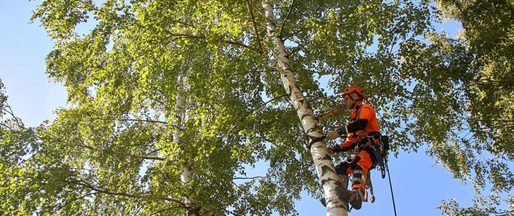Why Dead Branches Can Become Dangerous Deadwood Removal