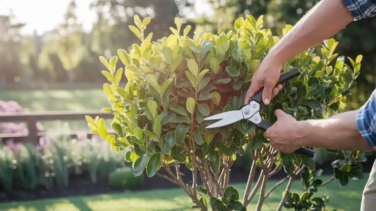 Tree Trimming Mistakes Every Homeowner Should Avoid Tree Trimming